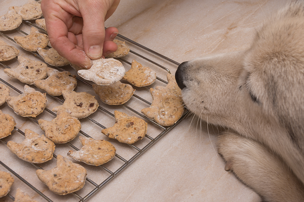Making Your Own Dog Treats To Spoil Your Puppy: 7 Delicious Recipes to Try At Home